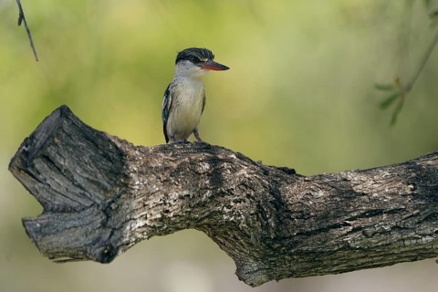 Striped fleece, South Africa, Limpopo, Africa