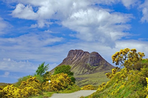 Flowering gorse in intense colours in front of a high mountain, spring, Mad men road, Highlands,