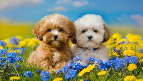KI generated, animal, animals, mammal, mammals, Maltipoo (Canis lupus familiaris), dog, dogs,