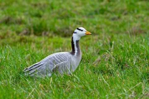 Bar-headed goose (Anser indicus) foraging in grassland, exotic species native to Central Asia