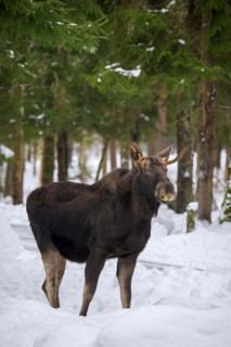 Moose, elk (Alces alces) young bull with small antlers foraging in coniferous forest in the snow in