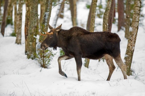 Moose, elk (Alces alces) young bull with small antlers foraging in forest in the snow in winter,