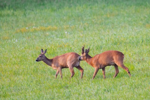 European roe deer (Capreolus capreolus) buck chasing doe in heat and sniffing behind before mating