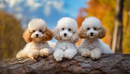 AI generated, animals, mammals, dog, domestic dogs (Canis lupus familiaris), three animals, puppies