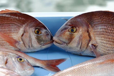 Various Mediterranean fish, Fish market at the old harbour, Vieux Port, Marseille, Two red snappers