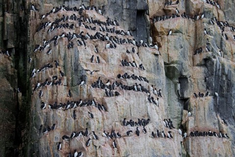 Thick-billed murres, Bruennich's guillemots (Uria lomvia) nesting on rock ledges in sea cliff at