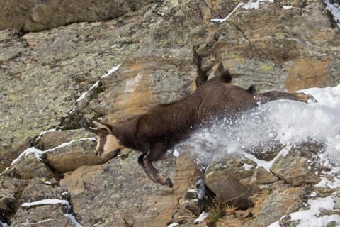 Alpine chamois (Rupicapra rupicapra) fleeing male in dark winter coat descending steep snowy rock