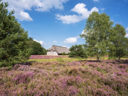 Typical heath landscape with old sheepfold, juniper and flowering heather, Lueneburg Heath, Lower
