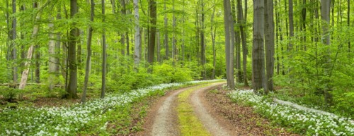 Panorama, hiking trail through the ramson (Allium ursinum) in the beech forest, Hainich National