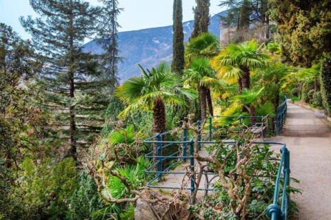 Subtropical plants on the Gilf promenade in spring, Merano, Val Passiria, Val d'Adige,
