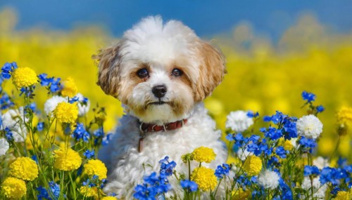 KI generated, animal, animals, mammal, mammals, Maltipoo (Canis lupus familiaris), dog, dogs,