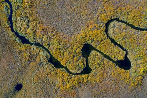 Aerial view over meandering stream in moorland in autumn, fall at Hedmark, Innlandet, Eastern