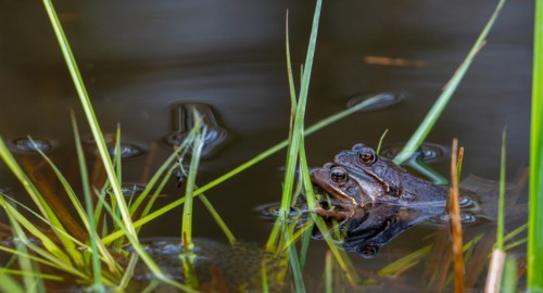 European common frog pair, brown frogs, grass frog (Rana temporaria) male and female in amplexus in
