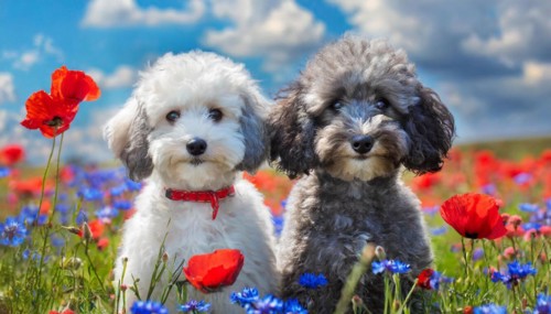 AI generated, animals, mammals, dog, domestic dogs (Canis lupus familiaris), two animals, white,