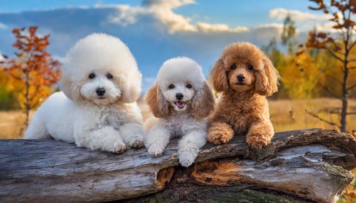 AI generated, animals, mammals, dog, domestic dogs (Canis lupus familiaris), three animals, puppies
