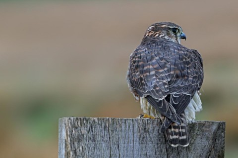 Eurasian merlin (Falco columbarius aesalon) female perched on wooden fence post along grassland in