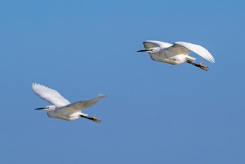 Two little egrets (Egretta garzetta) in flight against blue sky along the North Sea coast in late