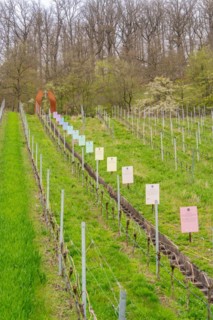 A nature learning trail with several information signs distributed between vines, Jesus Grace