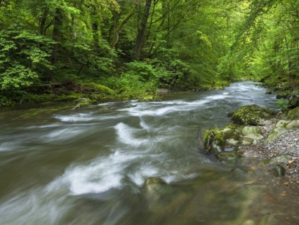 The Schwarza river surrounded by green forest in the Schwarzatal valley between Bad Blankenburg and