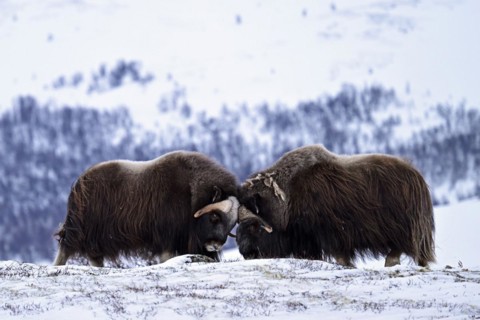 Two musk oxen (Ovibos moschatus) duel head to head in the snow, Dovrefjell-Sunndalsfjella National