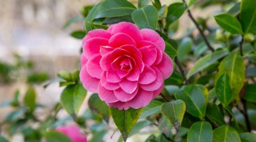 Camellia in bloom in spring, Merano, Val Passiria, Val d'Adige, Burggrafenamt, Alps, South Tyrol,