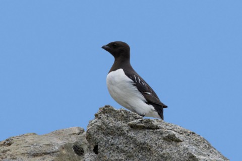Little auk, dovekie (Alle alle) perched on rock along the Arctic Ocean, Svalbard, Spitsbergen,