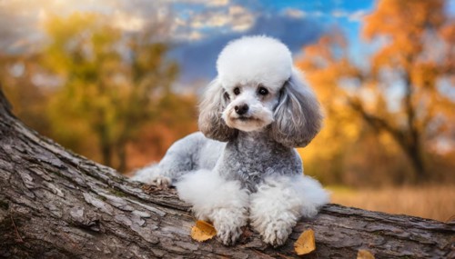 KI generated, animals, mammals, dog, domestic dogs (Canis lupus familiaris), white-silver, autumn