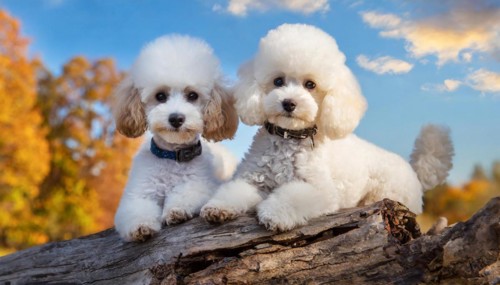 AI generated, animals, mammals, dog, domestic dogs (Canis lupus familiaris), two tuiere
