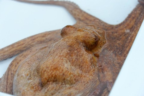 Fish sale at the harbour, Marseille, squid, octopus (Octopus vulgaris), close-up of a brown