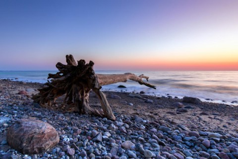 Dead tree on beach at Brodtener Ufer, Brodten Steilufer, cliff in the Bay of Luebeck along the