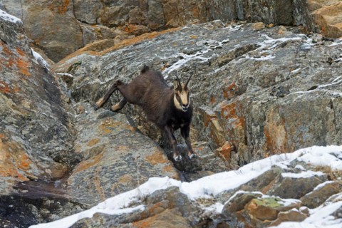 Alpine chamois (Rupicapra rupicapra) fleeing male in dark winter coat descending steep snowy rock