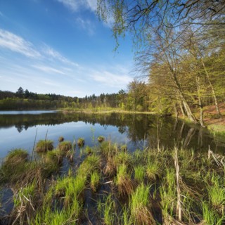 Lake Albertsee in the morning light, swampy sinkhole lake in Frauenseer Forst, Marksuhl, Thuringia,