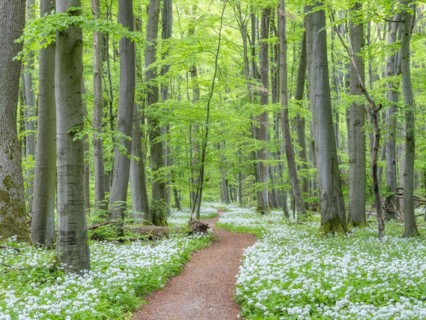 Hiking trail through the ramson (Allium ursinum) in the beech forest, Hainich National Park, Bad