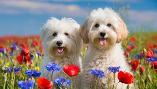 KI generated, animal, animals, mammal, mammals, Maltipoo (Canis lupus familiaris), dog, dogs,