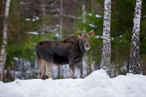 Moose, elk (Alces alces) young bull with small antlers foraging in forest in the snow in winter,