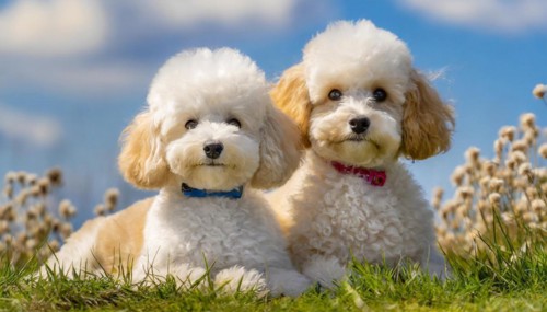 KI generated, animals, mammals, dog, domestic dogs (Canis lupus familiaris), two animals, white,
