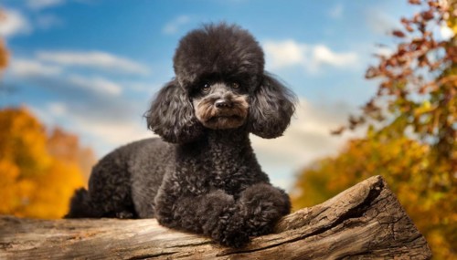 KI generated, animals, mammals, dog, domestic dogs (Canis lupus familiaris), black, black,