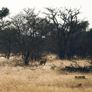 Landscape with jackal, Limpopo, South Africa, Africa