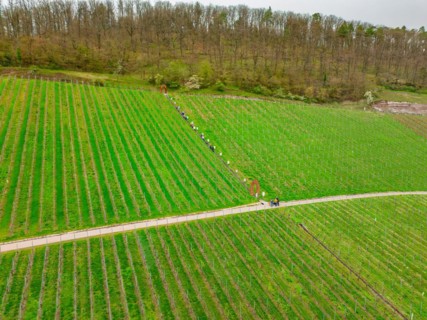 People walking along a field path through a vineyard with a tree in the background, Jesus Grace
