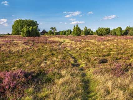 Typical heath landscape with old sheepfold, hiking trail, juniper and flowering heather, Lueneburg