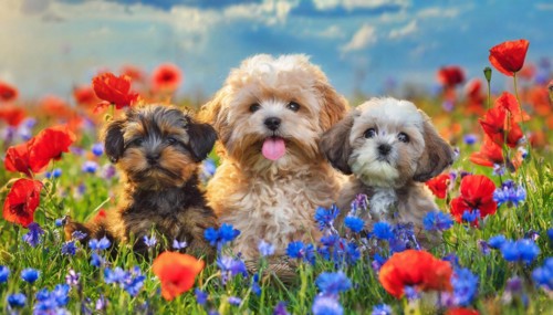 KI generated, animal, animals, mammal, mammals, Maltipoo (Canis lupus familiaris), dog, dogs,
