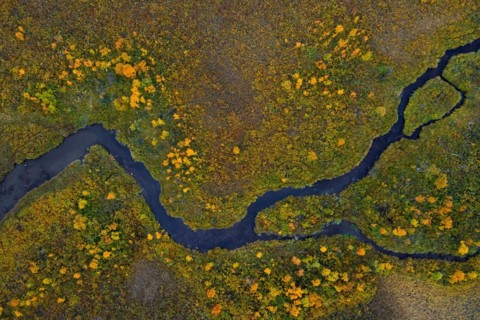 Aerial view over meandering stream in moorland in autumn, fall at Hedmark, Innlandet, Eastern
