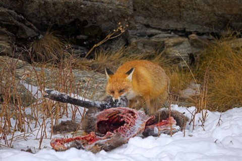 Scavenging red fox (Vulpes vulpes) feeding on carcass of killed, perished chamois in the snow in