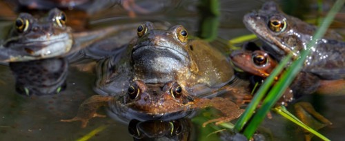 European common frogs, brown frogs and grass frog pairs (Rana temporaria) in amplexus gathering in
