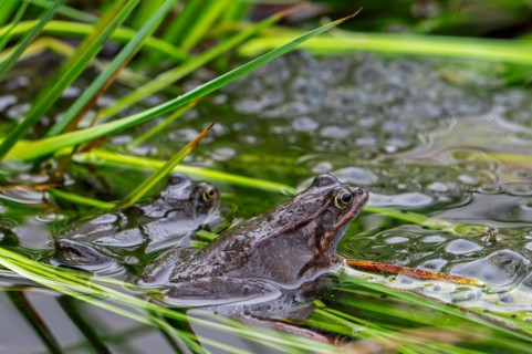 Two European common frogs, brown frogs, grass frog (Rana temporaria) on eggs, frogspawn in marsh