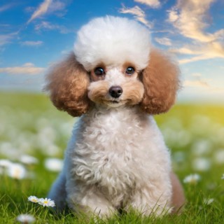 KI generated, animals, mammals, dog, domestic dogs (Canis lupus familiaris), apricot,