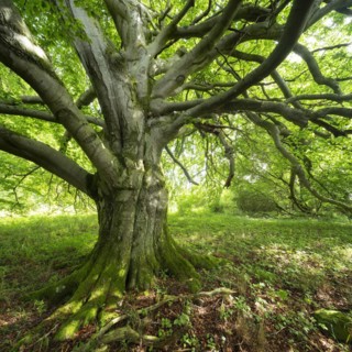 Gnarled old beech tree in a former hut forest, Rhoen, Thuringia, Germany, Europe