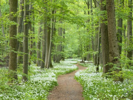 Hiking trail through the ramson (Allium ursinum) in the beech forest, Hainich National Park, Bad