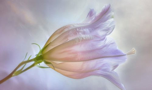 Close-up of a bellflower in soft light, closeup view, selective focus, spring background AI