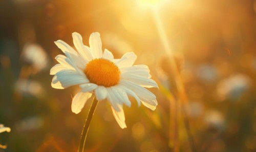 Close-up of a daisy in sunlight AI generated